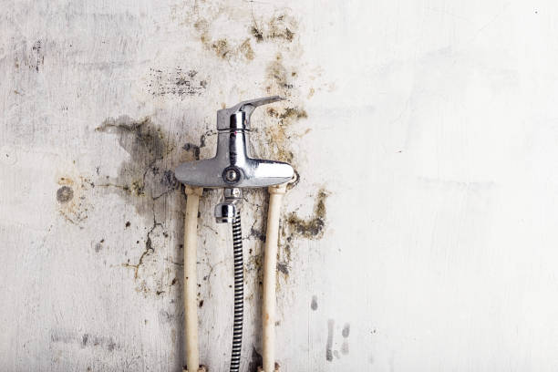 Best Black Mold Removal  in Mobile, AL