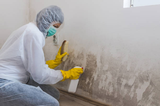 Best Mold Damage Repair  in Mobile, AL