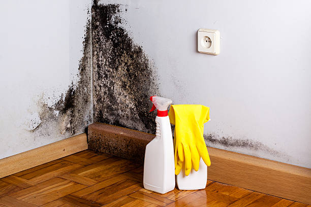 Best Attic Mold Removal  in Mobile, AL
